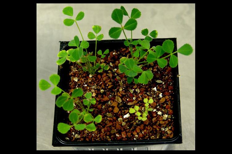 Medicago truncatula plants respond differently to soil bacteria depending on the type and quantity of peptides they produce. 