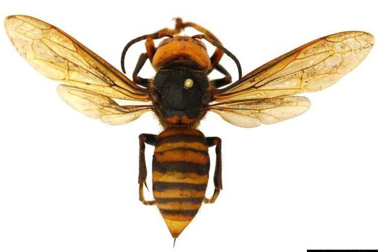 The Asian giant hornet, also known as the "murder hornet". Photo courtesy of Washington State Department of Agriculture, Bugwood.org.