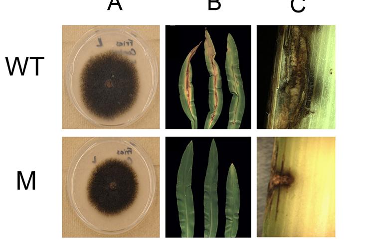 Comparisons of the wild type anthracnose fungal disease (top) and the mutant anthracnose created in Lisa Vaillancourt's lab. Note the mutant does not cause disease in corn leaves or the stalk.  Photo courtesy of Lisa Vaillancourt, UK plant pathologist.