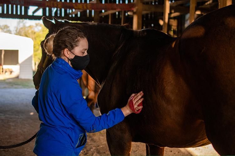 A UK student grooms a horse as part of Equine Week of Service. Photo by Sabrina Jacobs, UK student. 