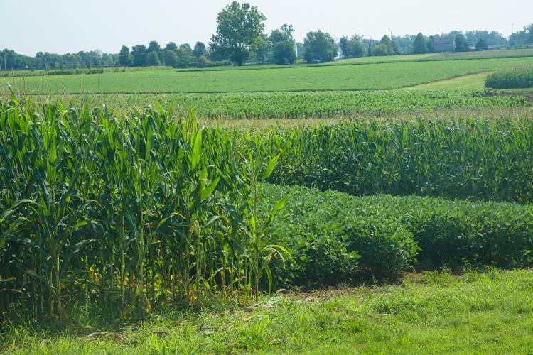 Corn and soybean research plots at UK's Spindletop Farm. Photo by Matt Barton, UK agricultural communications.