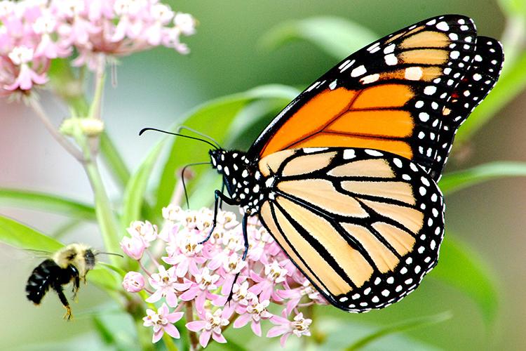 A monarch butterfly and a bee visit a milkweed plant. Photo by Jim Hudgins, U.S. Fish and Wildlife Service.