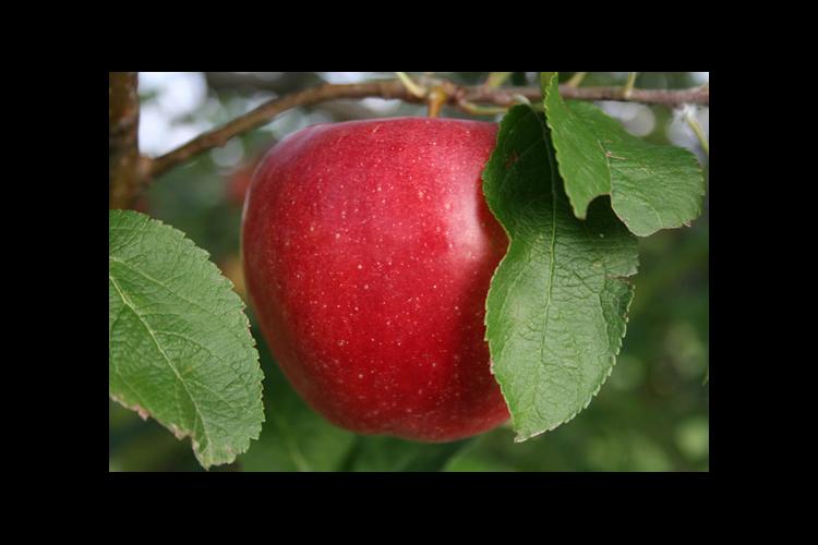 Priscilla is just one of the disease-resistant cultivars available to Kentucky orchardists. 