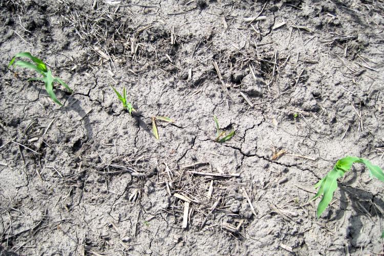 Example of a poor emerged row of corn