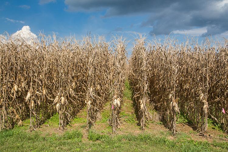 Field drying corn may be a possibility for some Kentucky producers in the next few weeks. Photo by Steve Patton, UK agricultural communications.