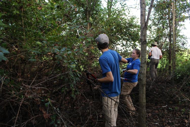 Students clear invasive species during a clearing project.