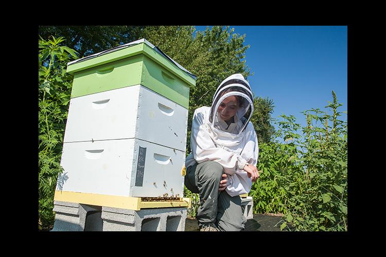 UK entomologist Clare Rittschof is leading a research project to study how spring food availability on farmlands impacts bees. 