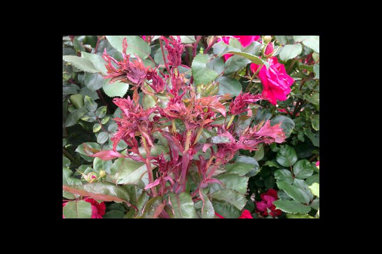 This cane exhibits several symptoms of rose rosette including red discoloration, excessive thorniess and witches' broom. 