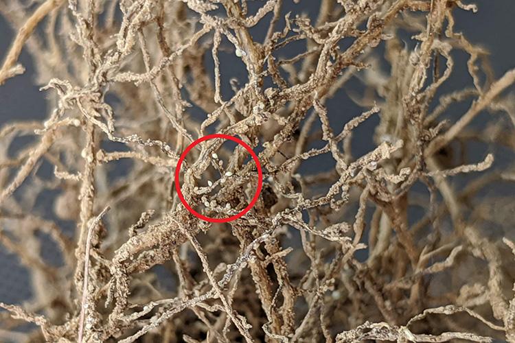 A magnified image of soybean roots with soybean cyst nematodes. The soybean cyst nematode females are the cream-colored, lemon-shaped objects attached the roots within the red circle. Photo by Carl Bradley, UK extension plant pathologist.