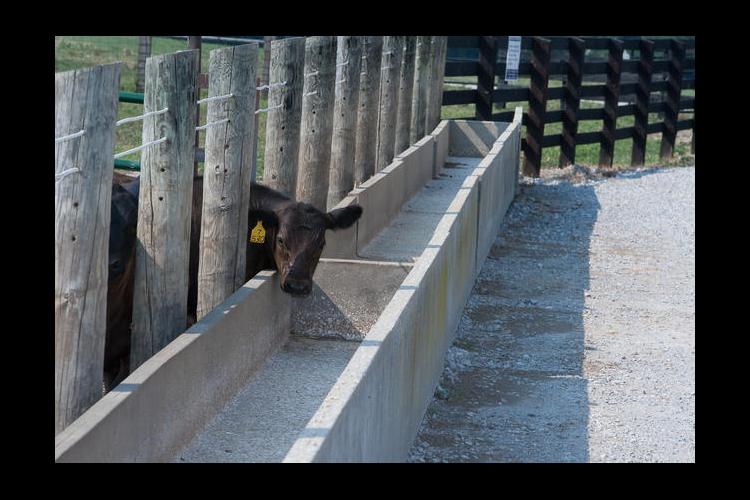 Kentucky cattle numbers have decreased by about 195,000 since 2007