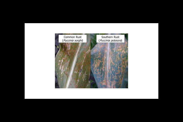 Common Rust vs Southern Rust