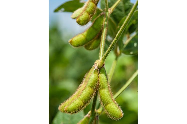 The project will explore whether the double-crop soybean yield increase occurs on different soil types and locations. Photo by Steve Patton, UK agricultural communications.