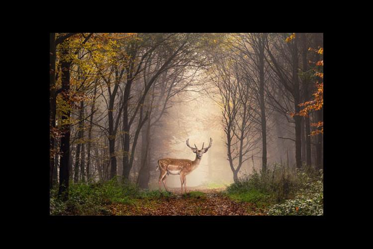 A deer in a forest 