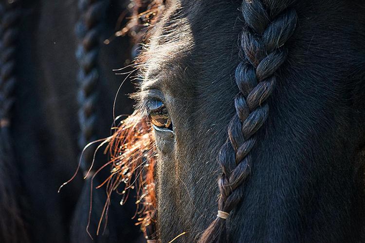 Photo of a horse. UK conducted the last survey 10 years ago. Photo by Hannah Waroway