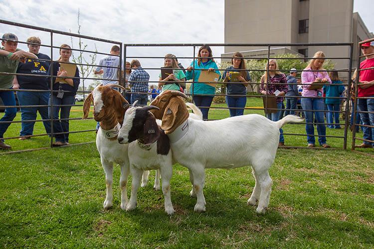 Students compete in livestock judging during UK Field Day 2019.