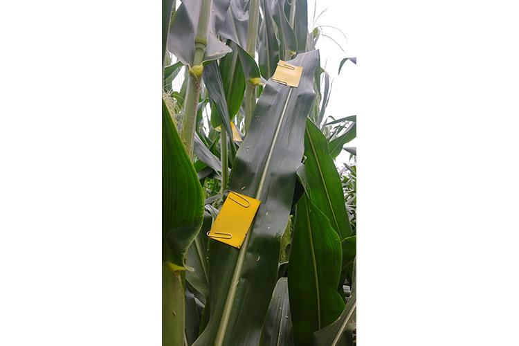 UK plant pathologists use water sensitive cards to show fungicide coverage on different crops like corn. Photo by Kiersten Wise, UK extension plant pathologist.