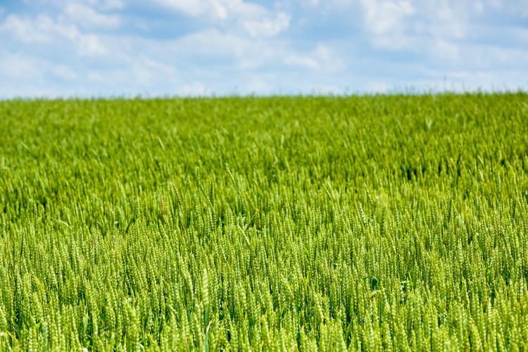 AGRICULTURAL DEVELOPMENT
