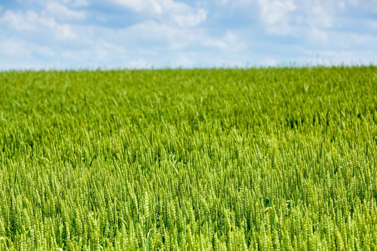 Wheat field. Photo by Matt Barton, UK agricultural communications.