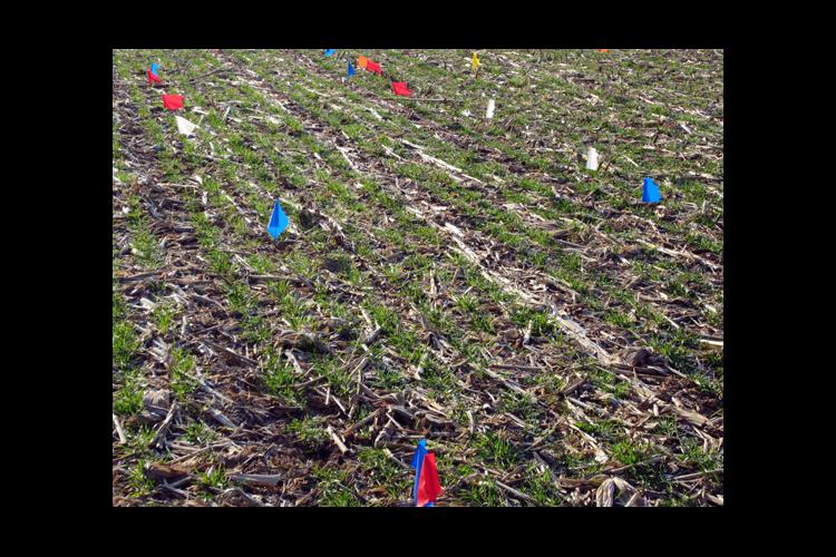 Wheat at the UKREC suffered nitrogen losses when the nitrogen was applied to frozen ground in January. 