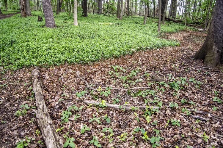 Invasive plant species will be one of many topics discussed at the Forest Health Conference.