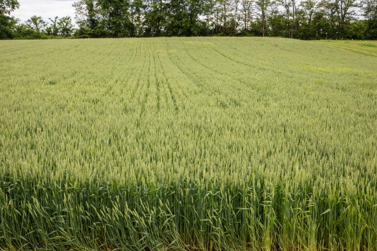 UK to host Winter Wheat Meeting Jan. 7 | News