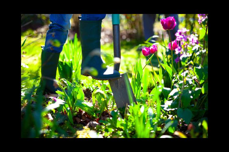 From the Ground Up - Managing perennials (audio) | News