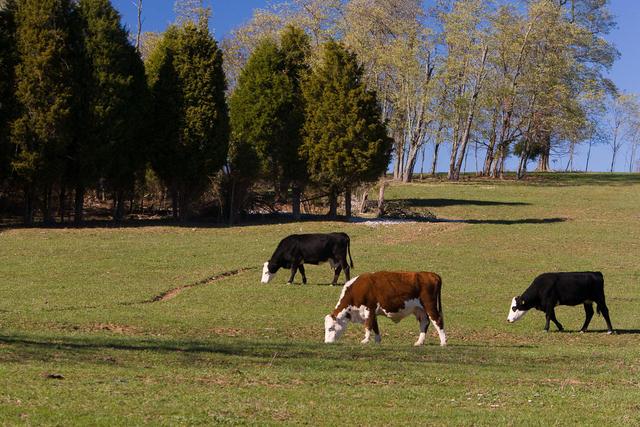 Cattle graze on a farm in Bourbon County.