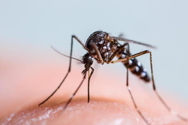 An Asian tiger mosquito 