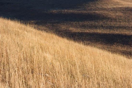 Tallgrass prairie in winter 