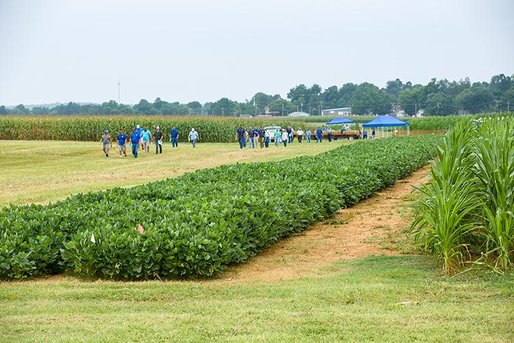  Participants walk between stations during a past Corn, Soybean and Tobacco Field Day. Photo by Matt Barton, UK agricultural communications. 