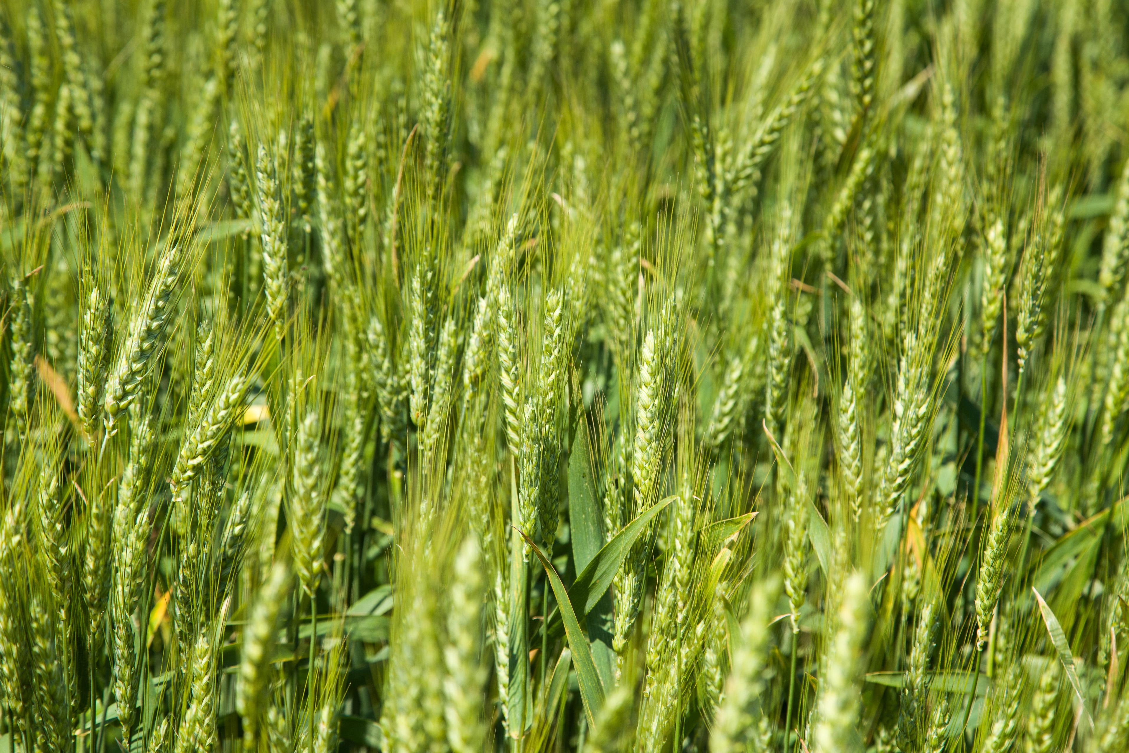 The Winter Wheat Meeting will allow producers to interact with members of the UK Wheat Science Group and industry representatives. Photo by Steve Patton, UK agricultural communications. 