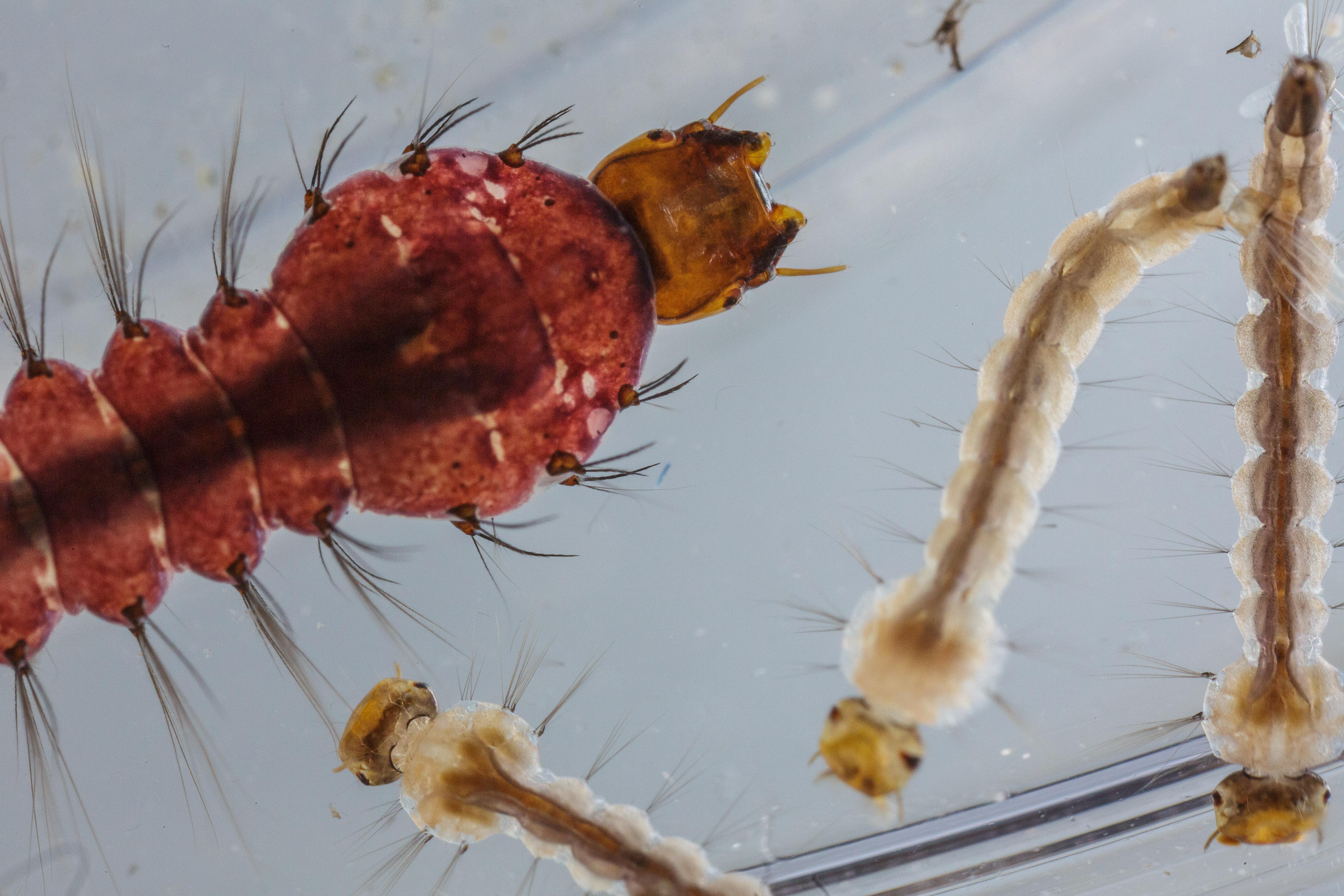 red mosquito larvae