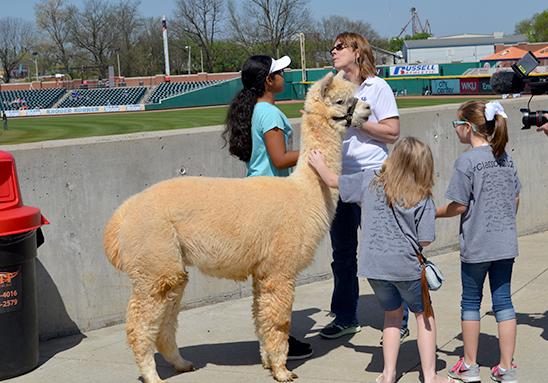 Paige Halcomb, left, and Janet Turley discuss alpaca's with two students at Ag Awareness Day at the Bowling Green Hot Rods. 