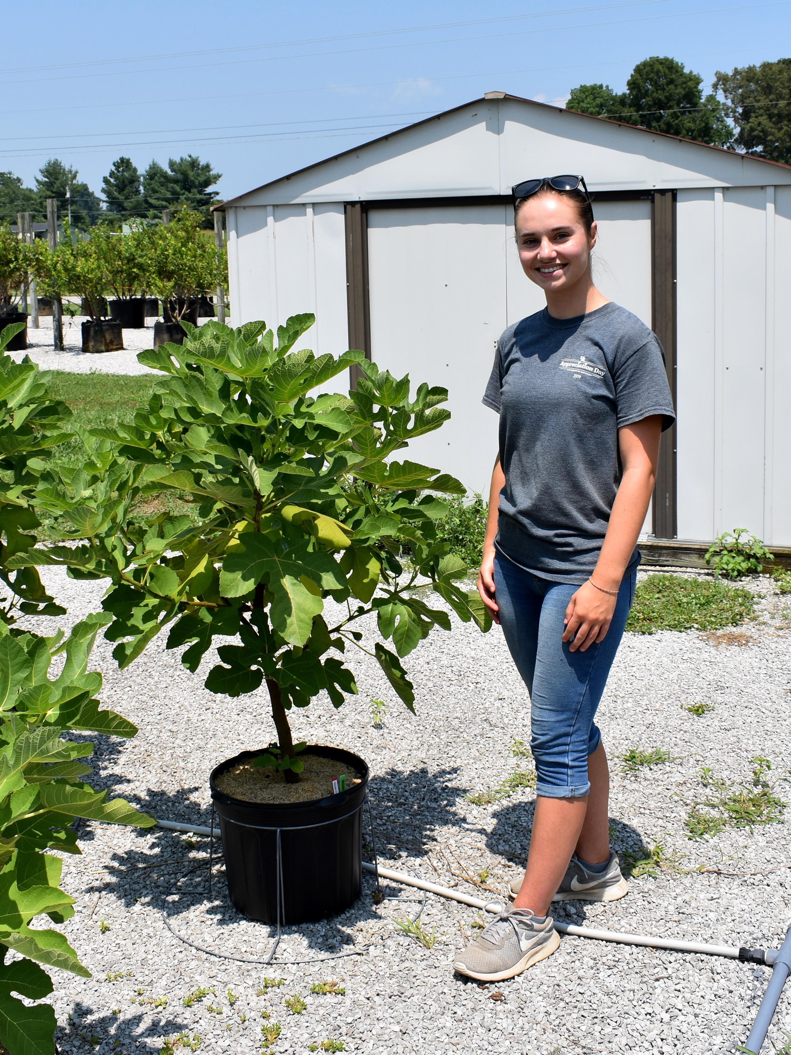 Edible Fig  Future Tree Health