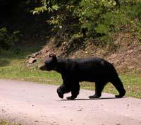 An adult black bear male, weighing more than 250 lbs. 
