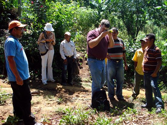 UK entomologist Ric Bessin, center, identifies whiteflies on tomato leaves for El Salvadoran farmers. 