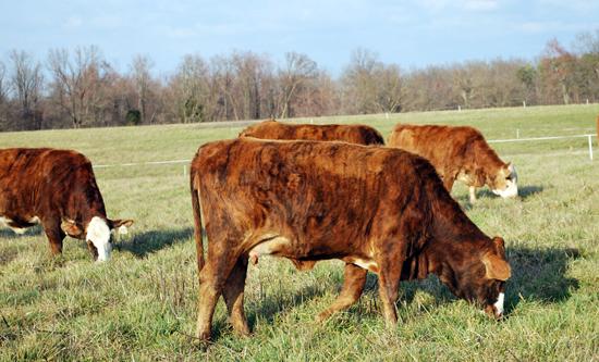 Rotational grazing can help producers extend their grazing season. 