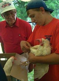 A Perry County 4-Her demonstrates how to judge a chicken for egg production potential.