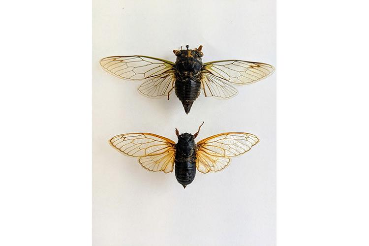 A comparison of the annual cicada (top) and periodical cicada. The periodical cicadas are the ones coming to Kentucky this spring. Photo by Jonathan Larson. 