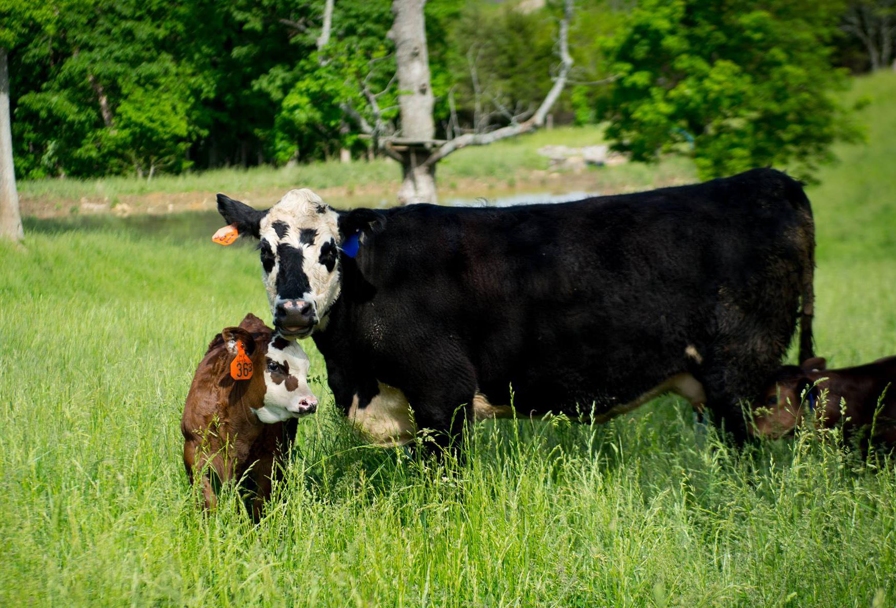 cow, calf, pasture