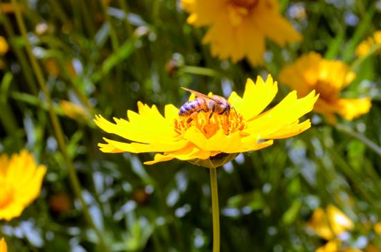 A honey bee on a lanceleaf coreopsis at UK's Spindletop Research Farm. 