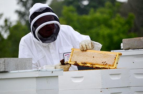 Pulaski County beekeeper David Gilbert removes a frame and shows its full of honey.