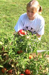 Kayla Clark, 12, harvests tomatoes from the Seeds of Hope, Harvest of Pride Community Garden at the Browning Springs Housing Complex in Madisonville. 