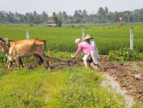 Carol Hanley throws her back into plowing an Indonesian rice paddy. 