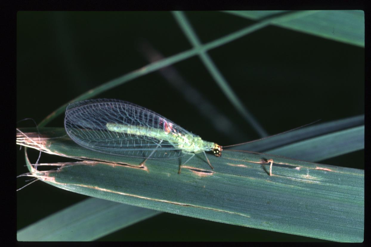 Beneficial insects -- They're good bugs