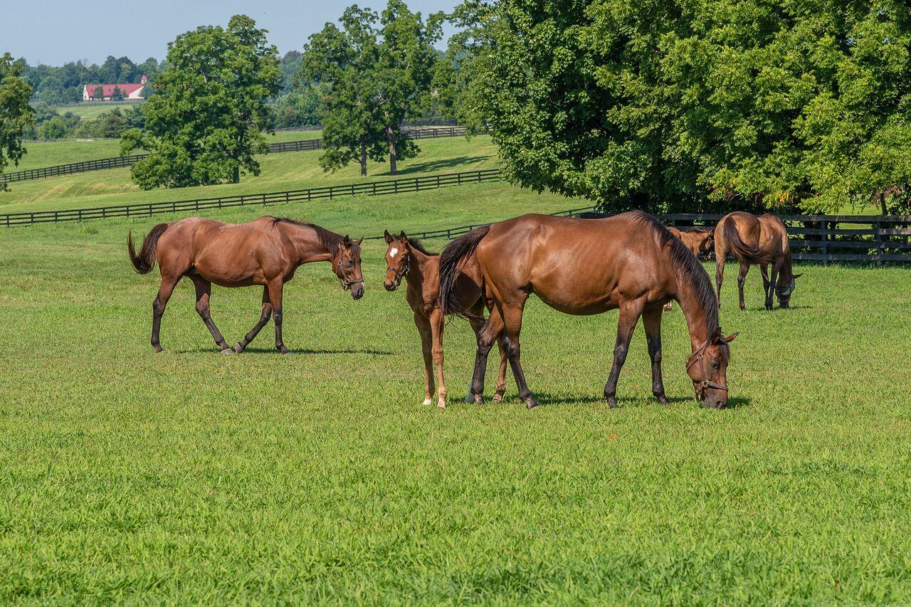 Horses graze on pasture at Mill Ridge farm. Photo by Jimmy Henning, UK extension forage specialist. 