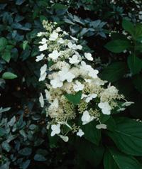 The hydrangea paniculata, "Tardiva", is a fall flowering cultiver.