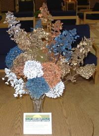 An arrangement of dried, painted hydrangeas, highlights their potential as a dried flower. 