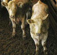 Under the program, the cattle remain under the ownership of the Hardin County farmers but are included in a larger program conducted by Iowa State University.