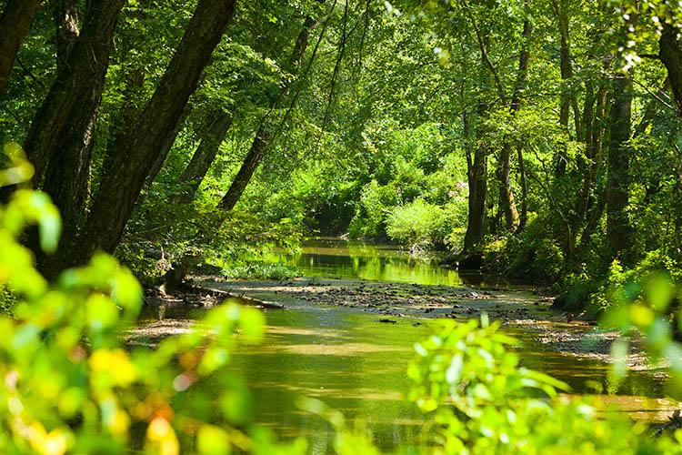 A stream flows through Robinson Forest on a summer's day.